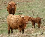Highland Cattle 9Y316D-017
